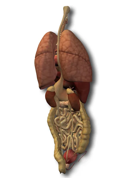 Órgãos abdominais ou torácicos internos do homem ou do homem 3D — Fotografia de Stock