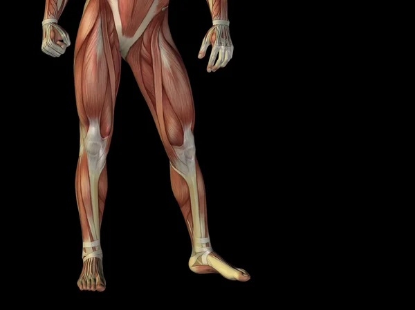 Anatomia uomo 3D parte inferiore del corpo con muscoli per la salute — Foto Stock