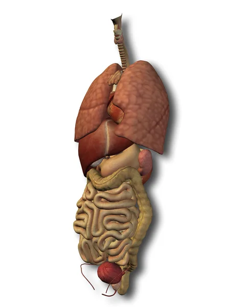 3D human or man internal abdominal or thorax organs for anatomy — Stock Photo, Image