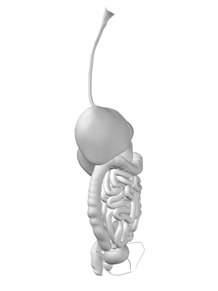 Humano ou homem sistema digestivo 3D — Fotografia de Stock