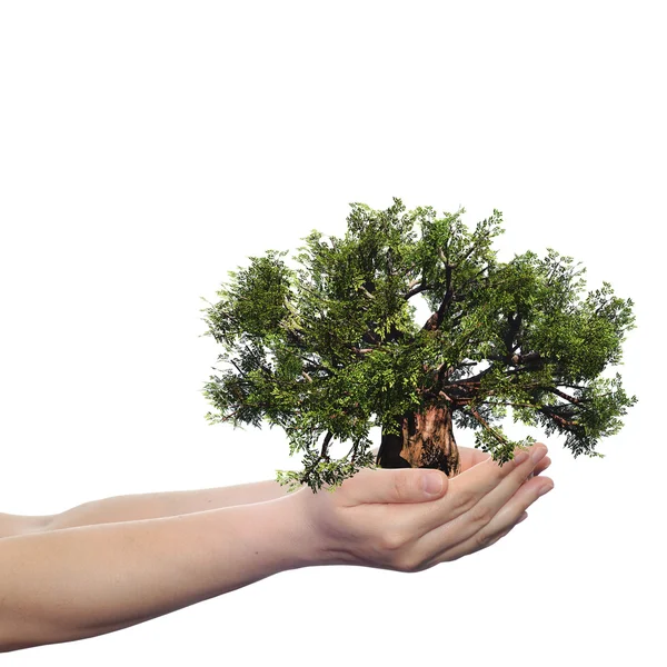 Mano de mujer sosteniendo un árbol de verano verde — Foto de Stock