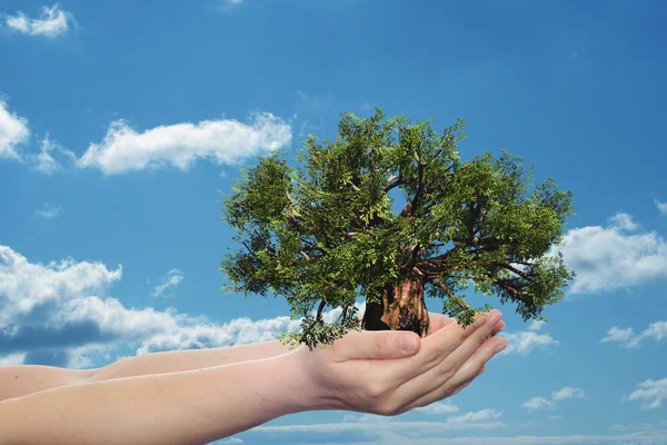 Woman hand holding a green summer tree — Stock Photo, Image