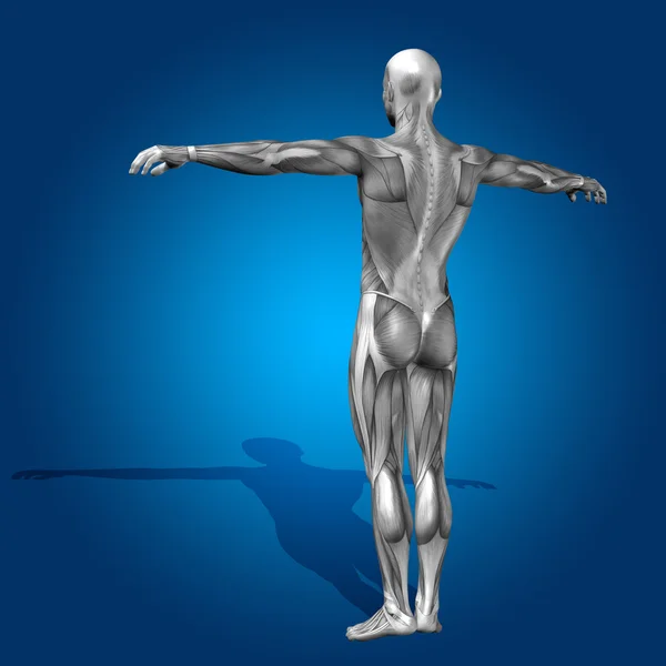 Ανθρώπινη ή άνθρωπος 3d ανατομία σώμα με μυών για υγεία — Φωτογραφία Αρχείου