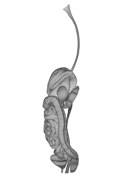 Sistema digestivo de malha wireframe 3D humano — Fotografia de Stock