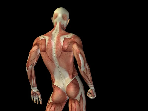 男人 3d 解剖上身与健康或运动的肌肉 — 图库照片