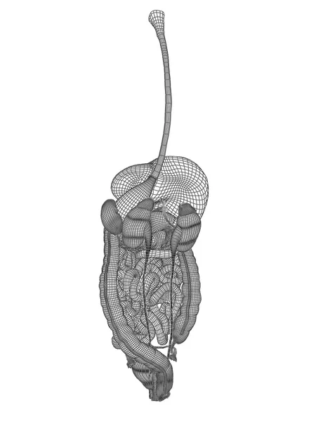 Human woman 3D wireframe mesh digestive system — Stock Photo, Image