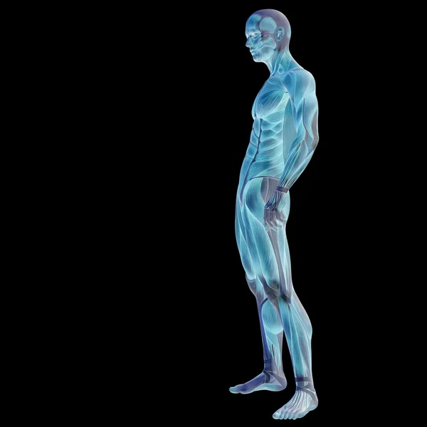 3D člověka nebo člověka s svaly anatomie — Stock fotografie