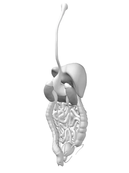 Sistema digestivo humano o humano 3D — Foto de Stock