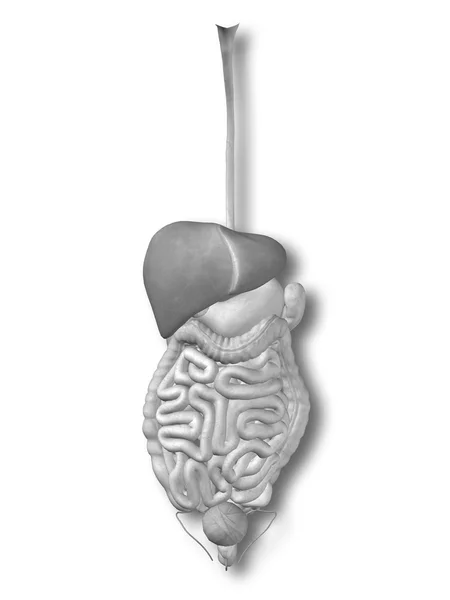 해 부 인간 또는 남자 3d 소화 시스템 — 스톡 사진