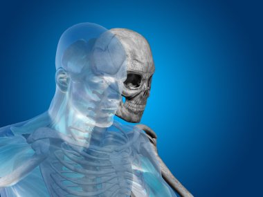 Anatomi kavramsal insan