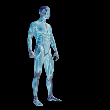 Anatomi tasarımlar için kaslı adam.