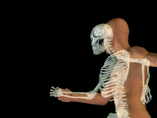 Human anatomy with bones — Stock Photo, Image