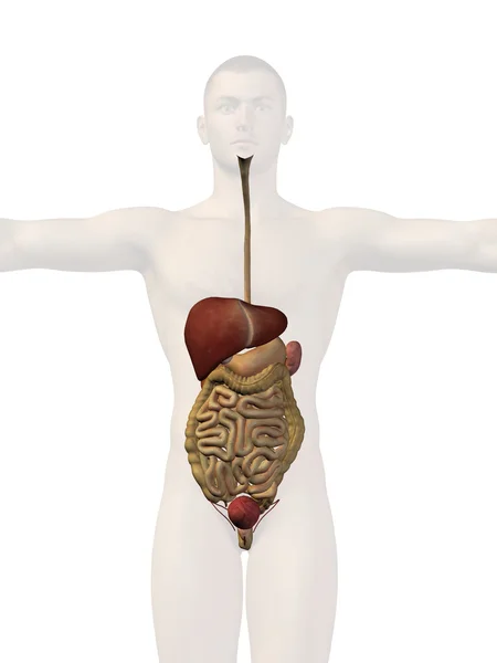 Koncepcyjne anatomiczne człowieka — Zdjęcie stockowe