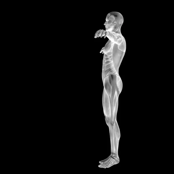 Anatomi tasarımlar için kaslı adam — Stok fotoğraf