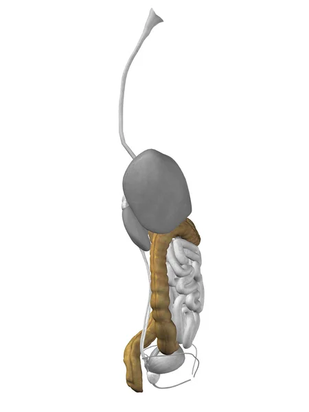 Anatomy of colon organ — Zdjęcie stockowe