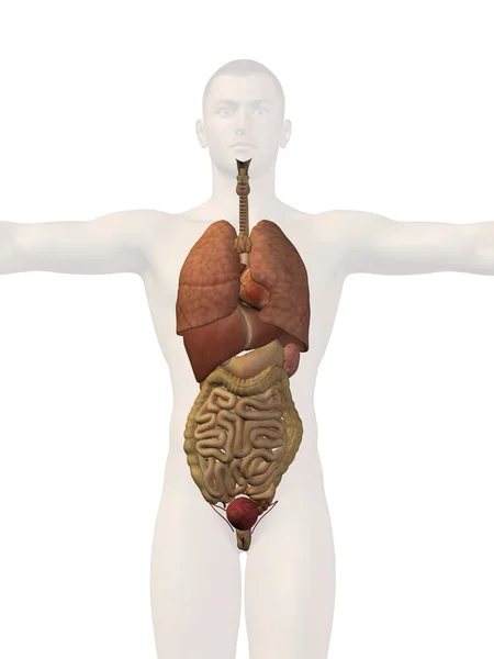 Man structure with internal organs — Stock Photo, Image
