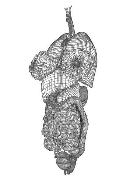 Sistema digestivo de malla —  Fotos de Stock