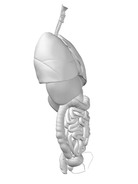 Внутрішні черевні або грудні органи — стокове фото
