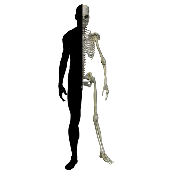 人間の男性の解剖学 — ストック写真