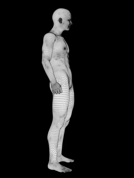 Anatomie, z bílých drátěný — Stock fotografie