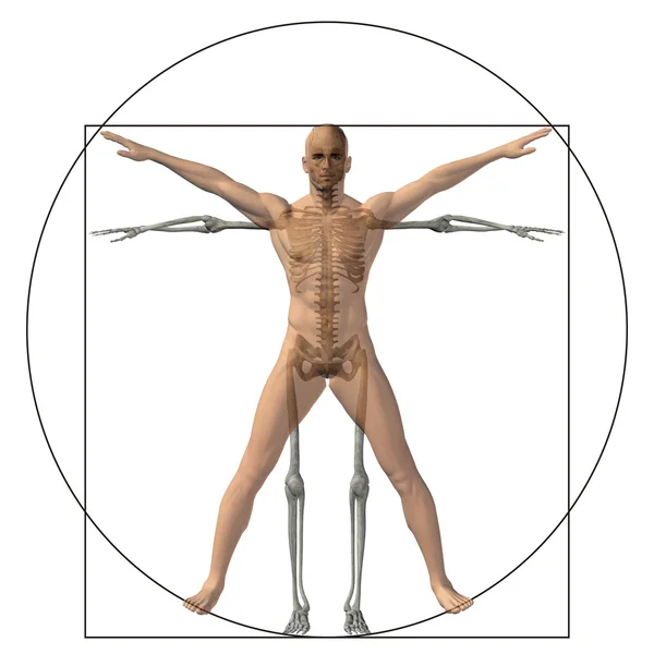 Vitruvian mens als een concept — Stockfoto