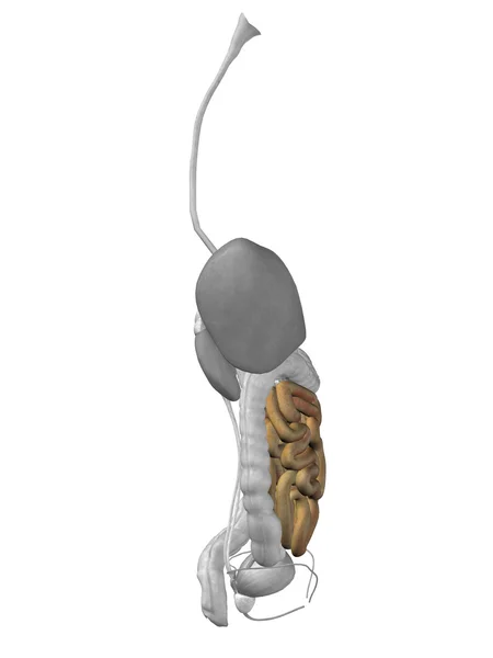 Anatomia człowieka narządów jelita — Zdjęcie stockowe