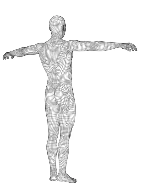 Anatomia masculina feita de wireframe branco — Fotografia de Stock