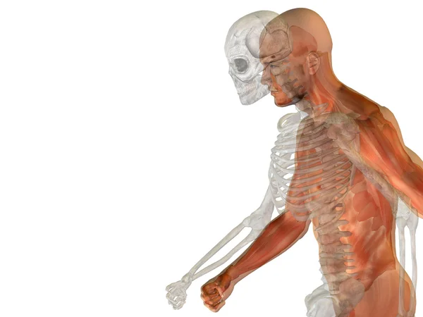 Anatomia umana con ossa — Foto Stock