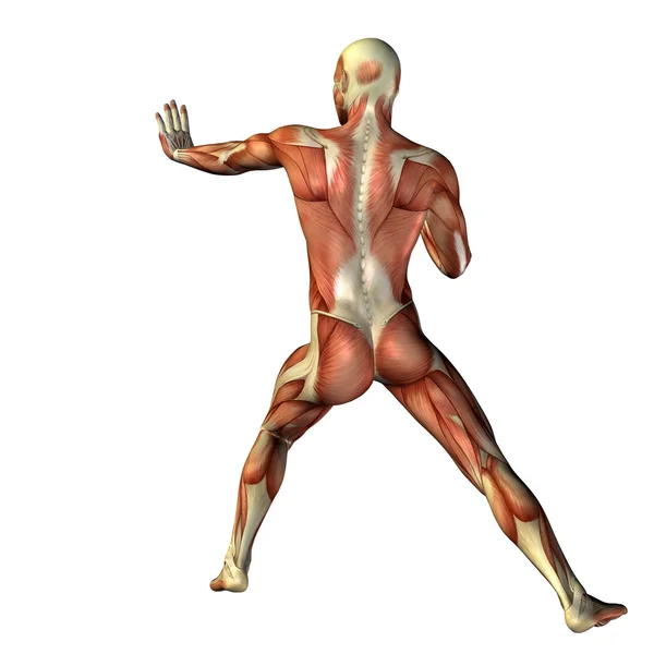 Férfi anatómia vagy sport minták. — Stock Fotó
