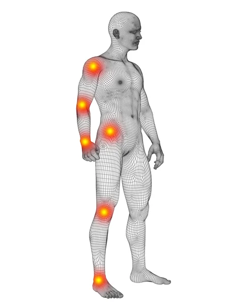 Rete anatomica umana — Foto Stock