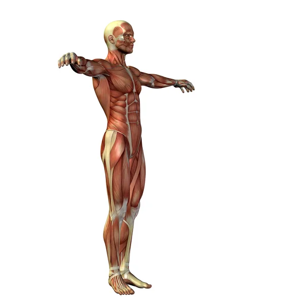 Człowiek na anatomii lub sportowe wzory — Zdjęcie stockowe