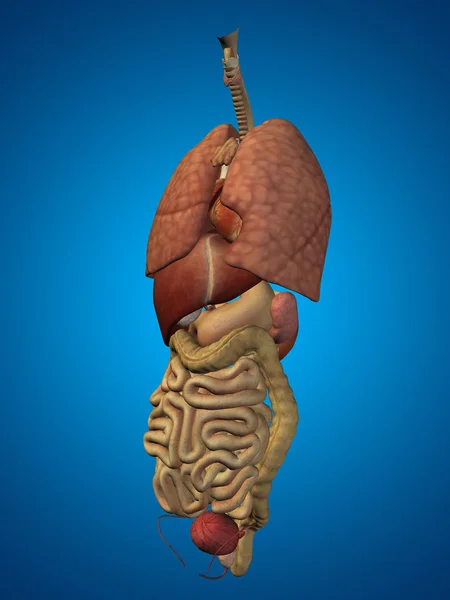 Nternal abdominal or thorax organs — Stock Photo, Image