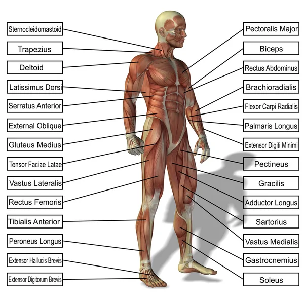 Człowiek z mięśni i tekst — Zdjęcie stockowe
