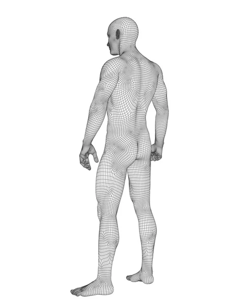 Anatomie aus weißem Drahtgestell — Stockfoto