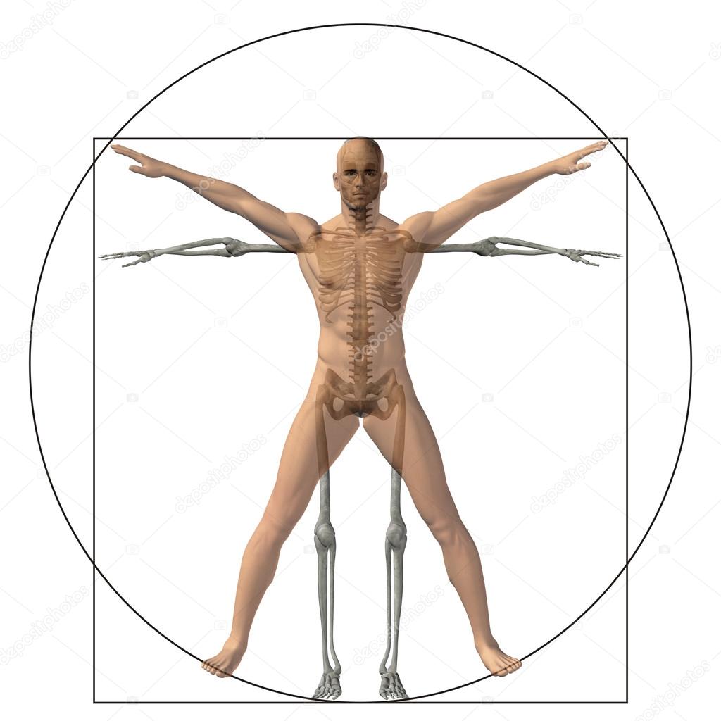 Vitruvian human as a concept