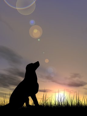 siyah köpek siluet