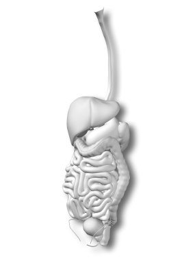 kavramsal sindirim sistemi