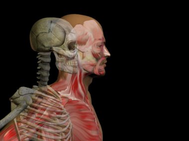 Kemikleri insan anatomisi