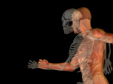 Kemikleri insan anatomisi