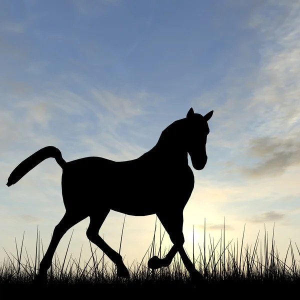 Black horse silhouette — Stock Photo, Image