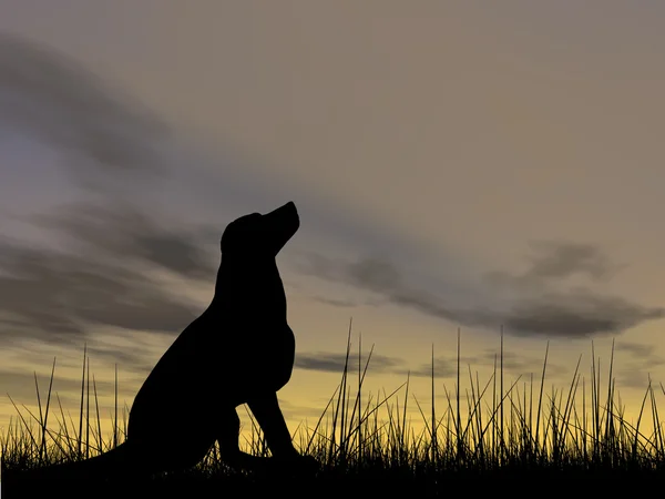 Negro lindo perro silueta — Foto de Stock