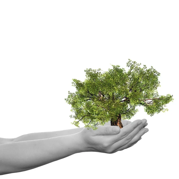 Mujer mano sosteniendo árbol — Foto de Stock