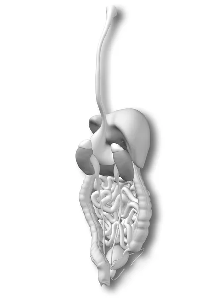 Conceptuele anatomische menselijke spijsverteringsstelsel — Stockfoto