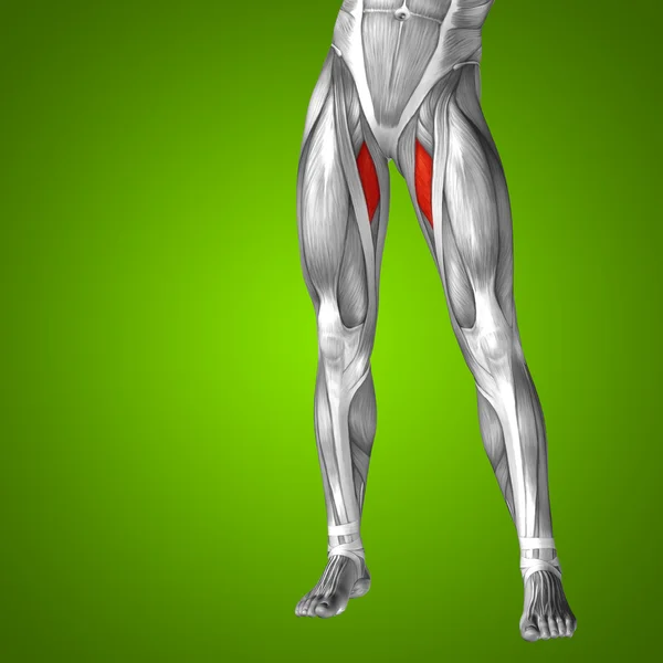 Anatomie des menschlichen Oberschenkels — Stockfoto