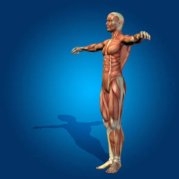 Tělo anatomie člověka — Stock fotografie