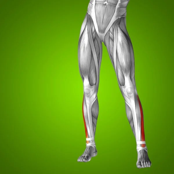 Human lower leg anatomy — Stock Photo, Image