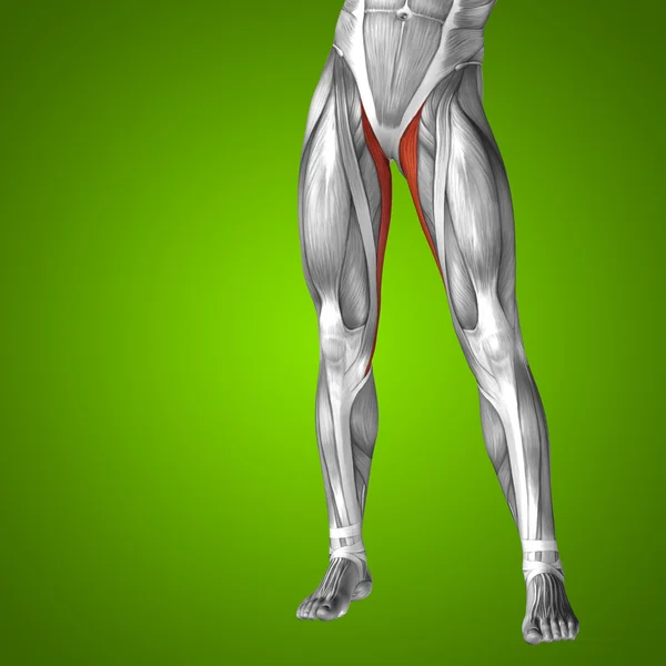 人体上部腿部解剖 — 图库照片