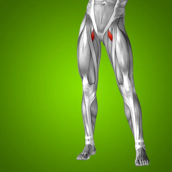 Anatomía de la pierna superior — Foto de Stock