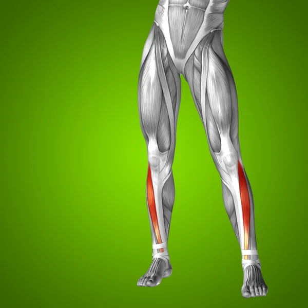 Anatomia della gamba inferiore — Foto Stock