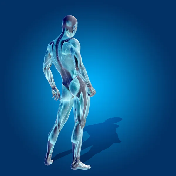 Человеческое анатомическое тело — стоковое фото